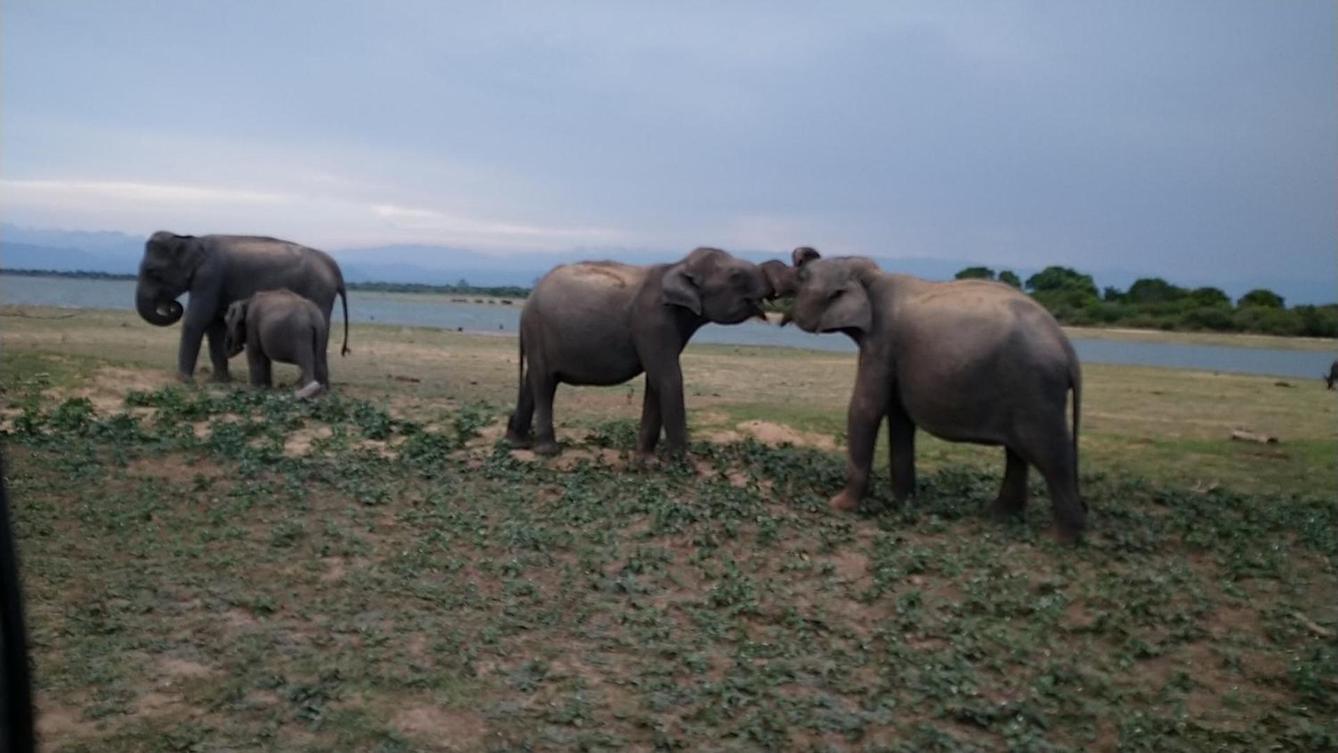 Udawalawa Safari Resort Uda Walawe Extérieur photo