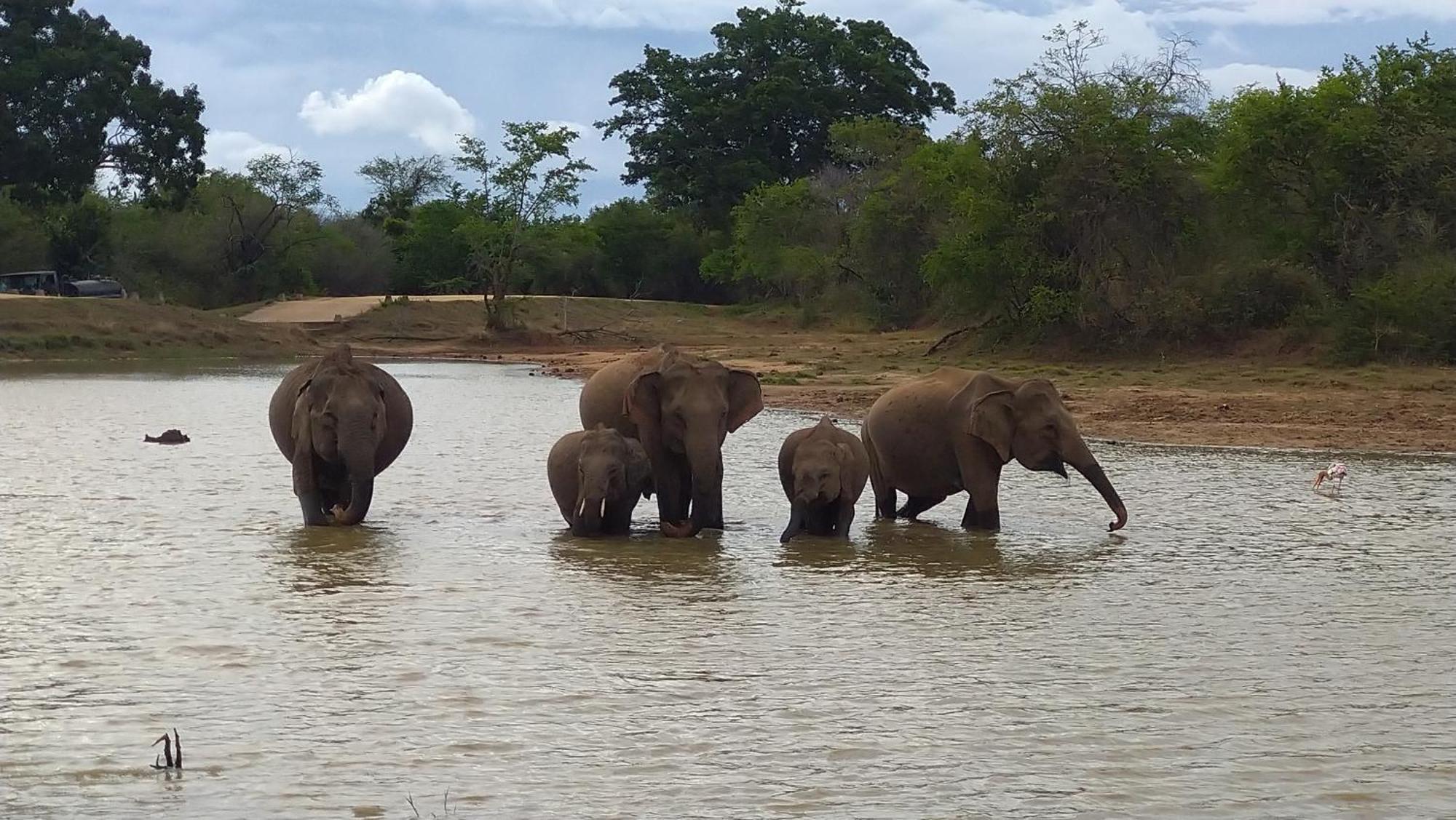 Udawalawa Safari Resort Uda Walawe Extérieur photo