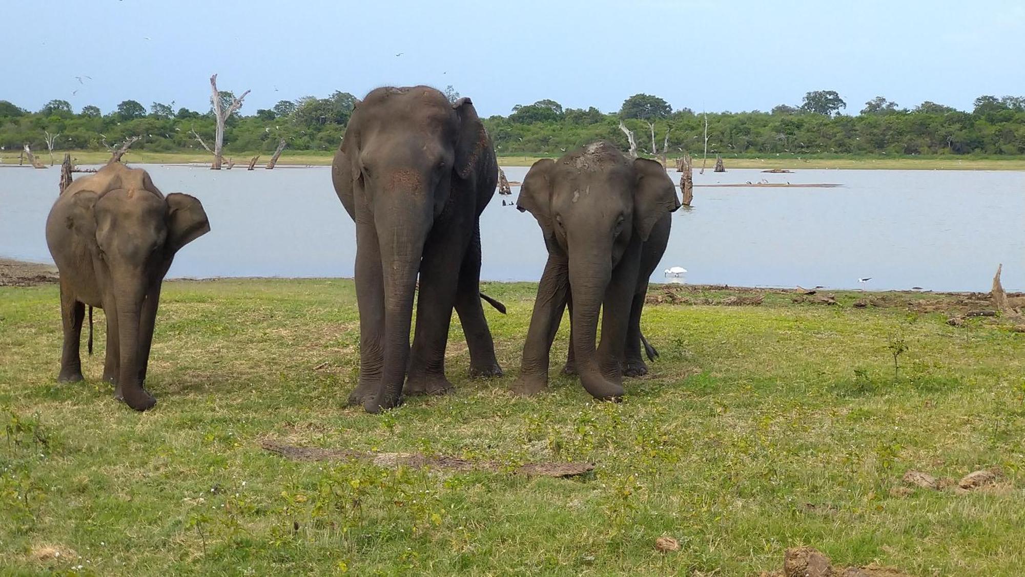 Udawalawa Safari Resort Uda Walawe Extérieur photo