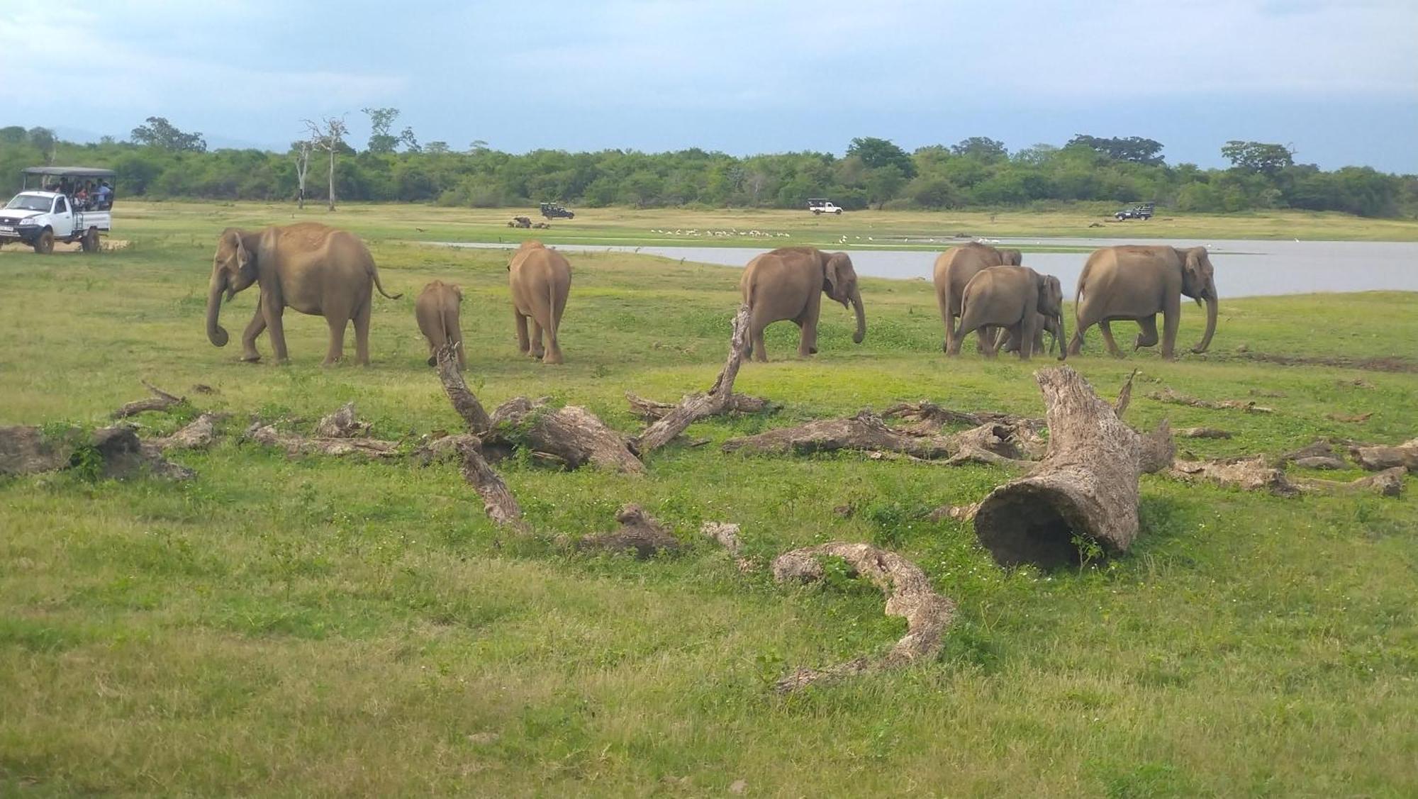 Udawalawa Safari Resort Uda Walawe Extérieur photo
