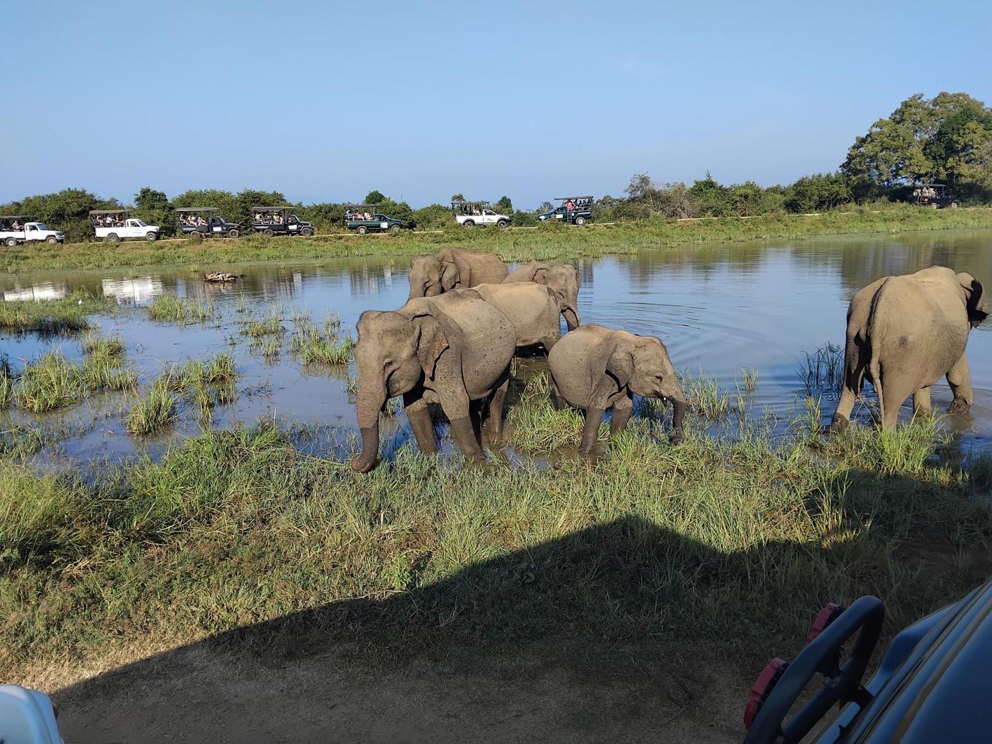 Udawalawa Safari Resort Uda Walawe Extérieur photo