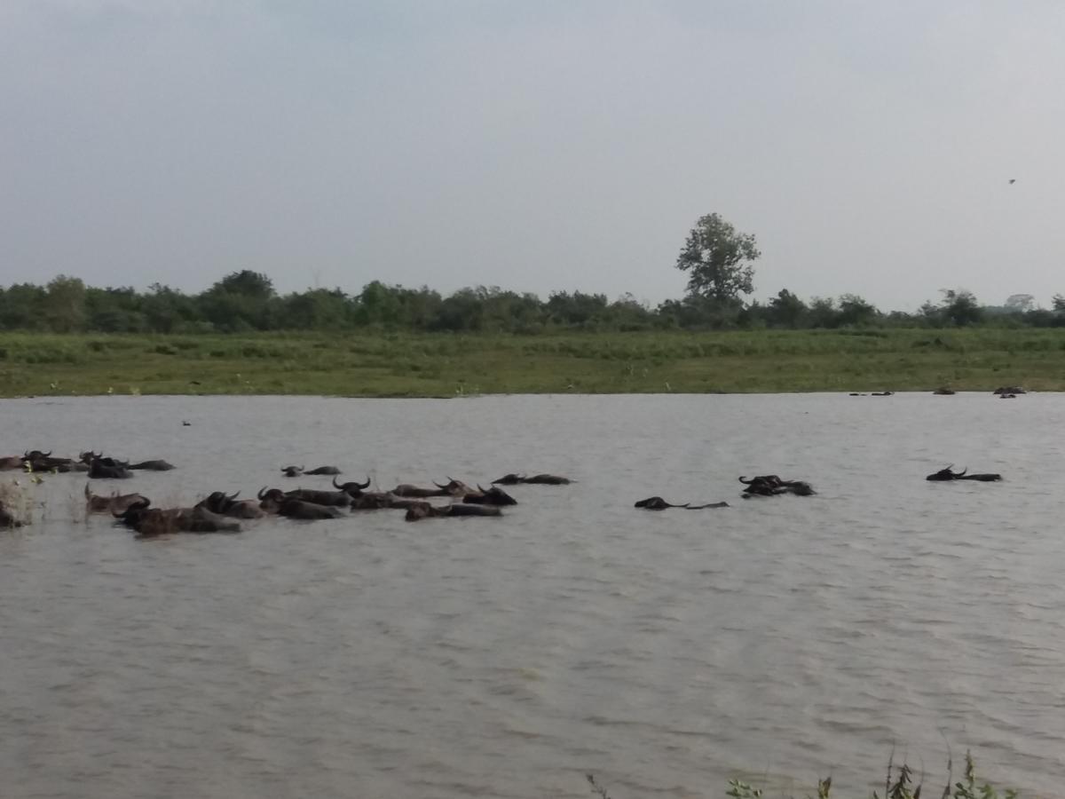 Udawalawa Safari Resort Uda Walawe Extérieur photo