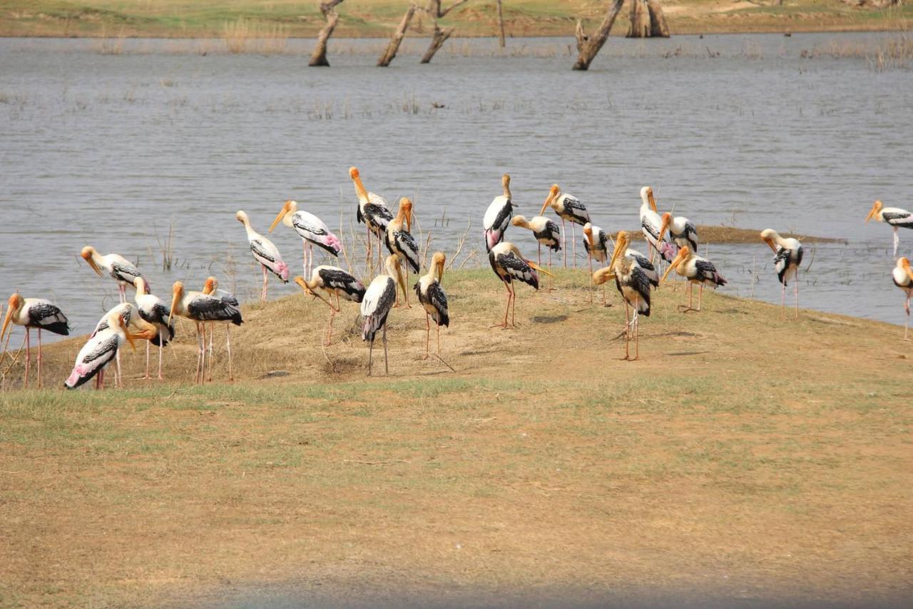 Udawalawa Safari Resort Uda Walawe Extérieur photo